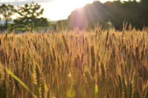 群馬の小麦畑